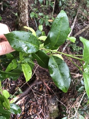 Acronychia baeuerlenii