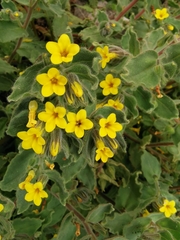 Alkanna orientalis