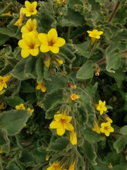Alkanna orientalis