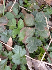 Geum urbanum