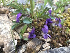 Viola egglestonii