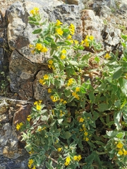 Alkanna orientalis