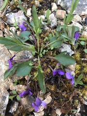 Viola egglestonii