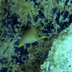 Prognathodes aculeatus