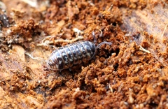 Armadillidium pulchellum