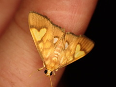 Nosophora