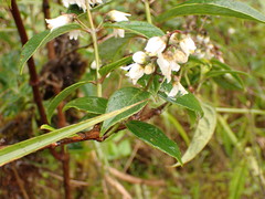 Deutzia pulchra