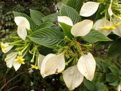 Pseudomussaenda flava