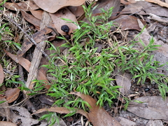 Tetrarrhena distichophylla