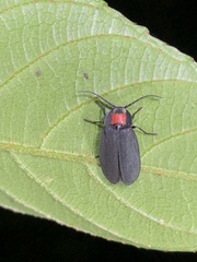 Pyrocoelia formosana