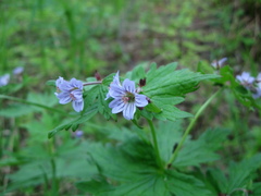 Geranium malyschevii