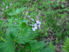 Geranium malyschevii