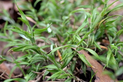 Tetrarrhena distichophylla