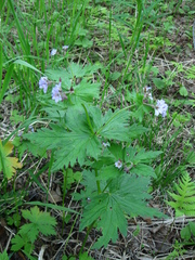 Geranium malyschevii