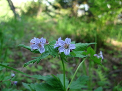 Geranium malyschevii
