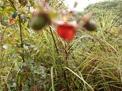 Rubus fraxinifolius