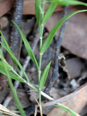 Tetrarrhena distichophylla