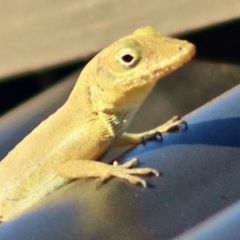 Anolis acutus