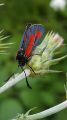 Zygaena punctum