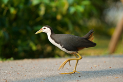 White-Breasted Waterhen photo 4