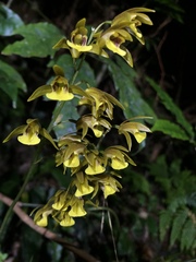 Tainia dunnii