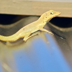 Anolis acutus