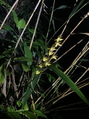 Tainia dunnii