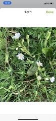 Rabelera holostea