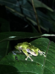 Kurixalus berylliniris