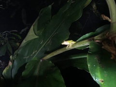 Kurixalus berylliniris