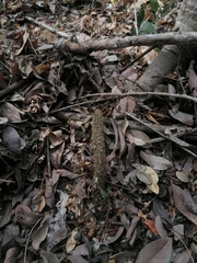 Acanthocereus hesperius