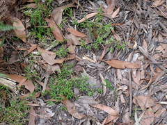 Tetrarrhena distichophylla