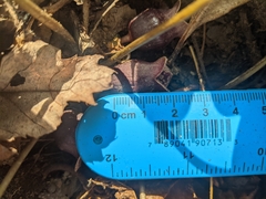 Hexastylis rhombiformis