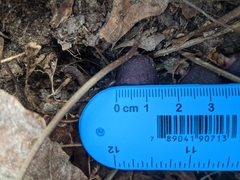 Hexastylis rhombiformis