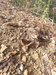 Pedaliodes symmachus