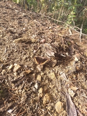 Pedaliodes symmachus