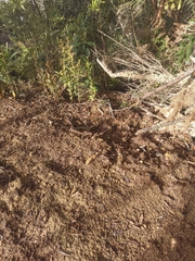 Pedaliodes symmachus