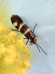 Micropterix ibericella