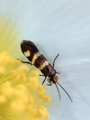 Micropterix ibericella