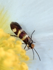 Micropterix ibericella