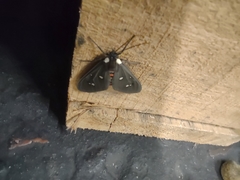 Euclera rubricincta