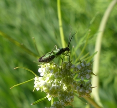 Ilnacora malina