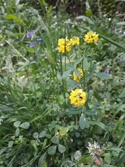 Trigonella esculenta