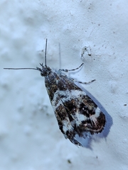 Tebenna micalis