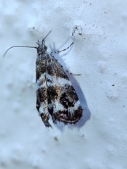 Tebenna micalis
