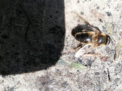Eristalis