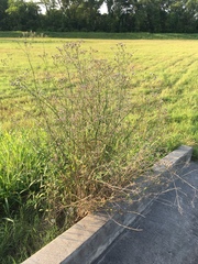 Verbena brasiliensis