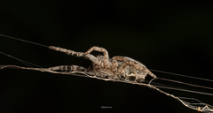 Stegodyphus sarasinorum