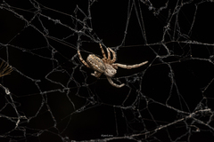 Stegodyphus sarasinorum