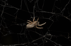 Stegodyphus sarasinorum